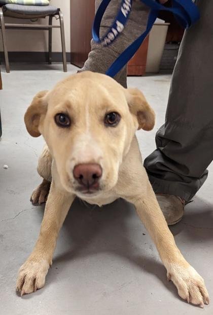 Cagney, a Adoptable mixed breed in Durango, CO image 2/10