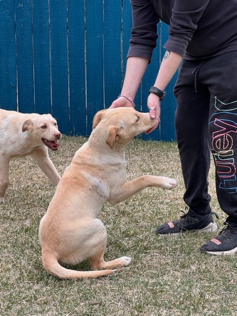Cagney, a Adoptable mixed breed in Durango, CO image 3/10