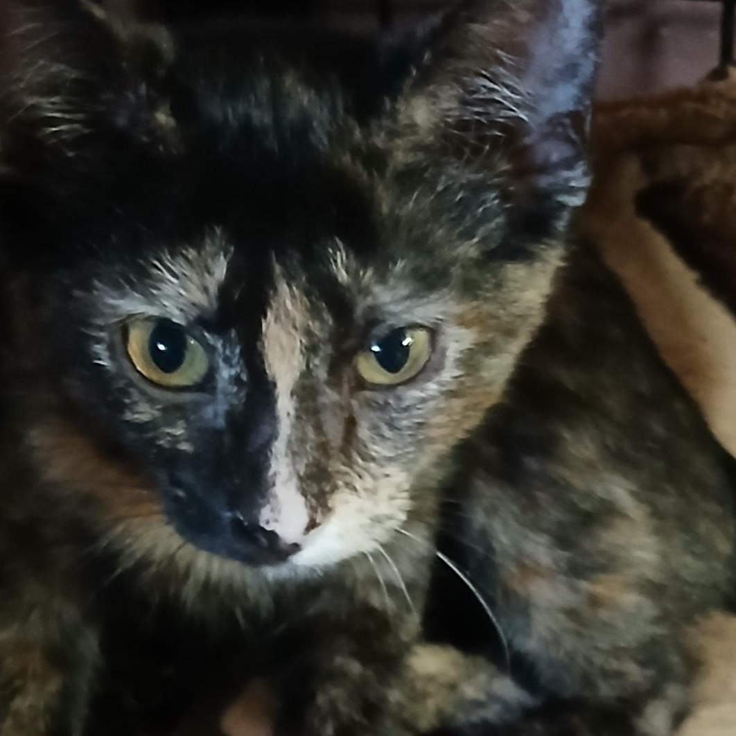 Enlarge Tortie, a Adopted Tortoiseshell in Hobart  , IN image 1/1