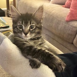 Muffin, a ADOPTABLE Domestic Long Hair in Redmond, WA image 2/2