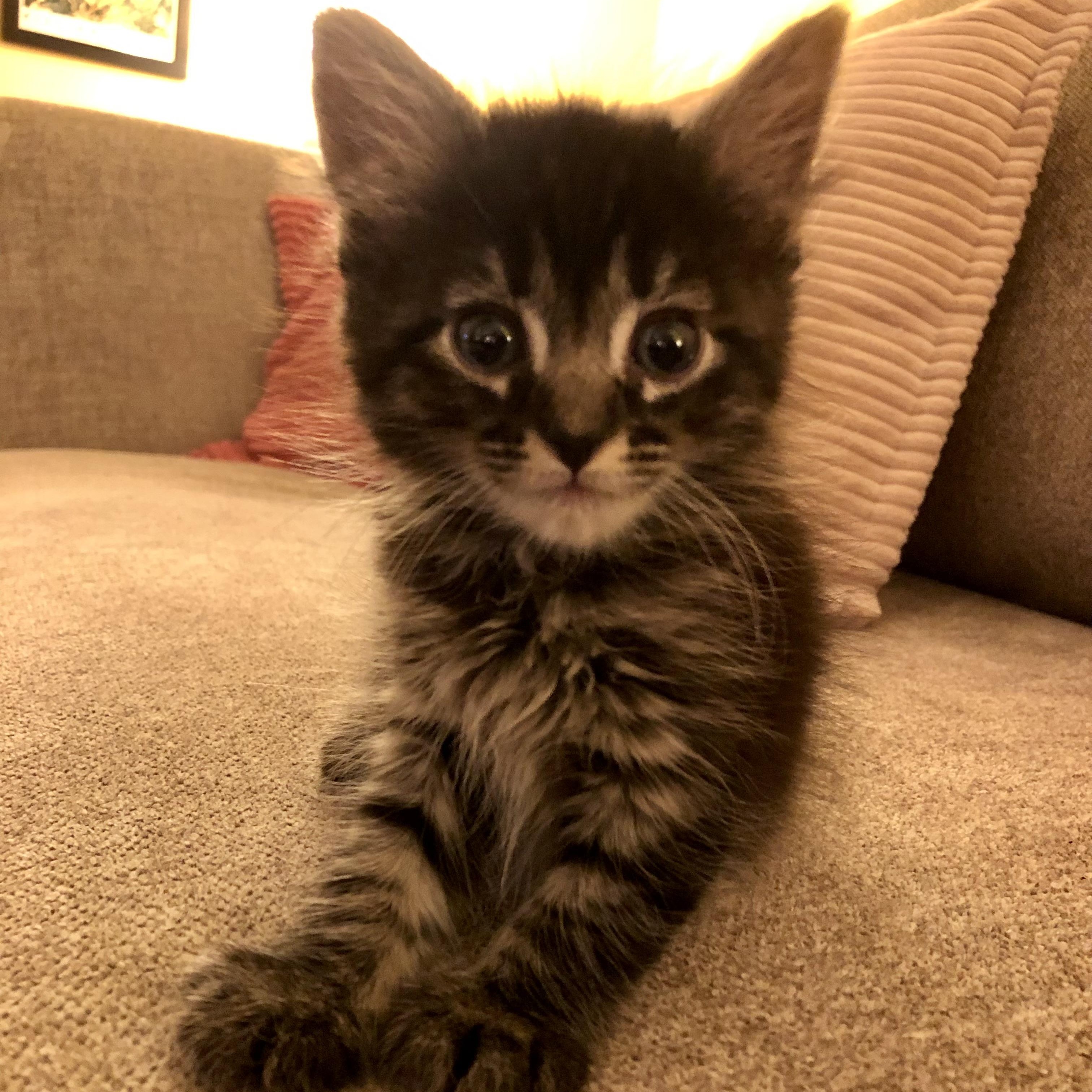Muffin, ADOPTABLE, Kitten Female Domestic Long Hair.