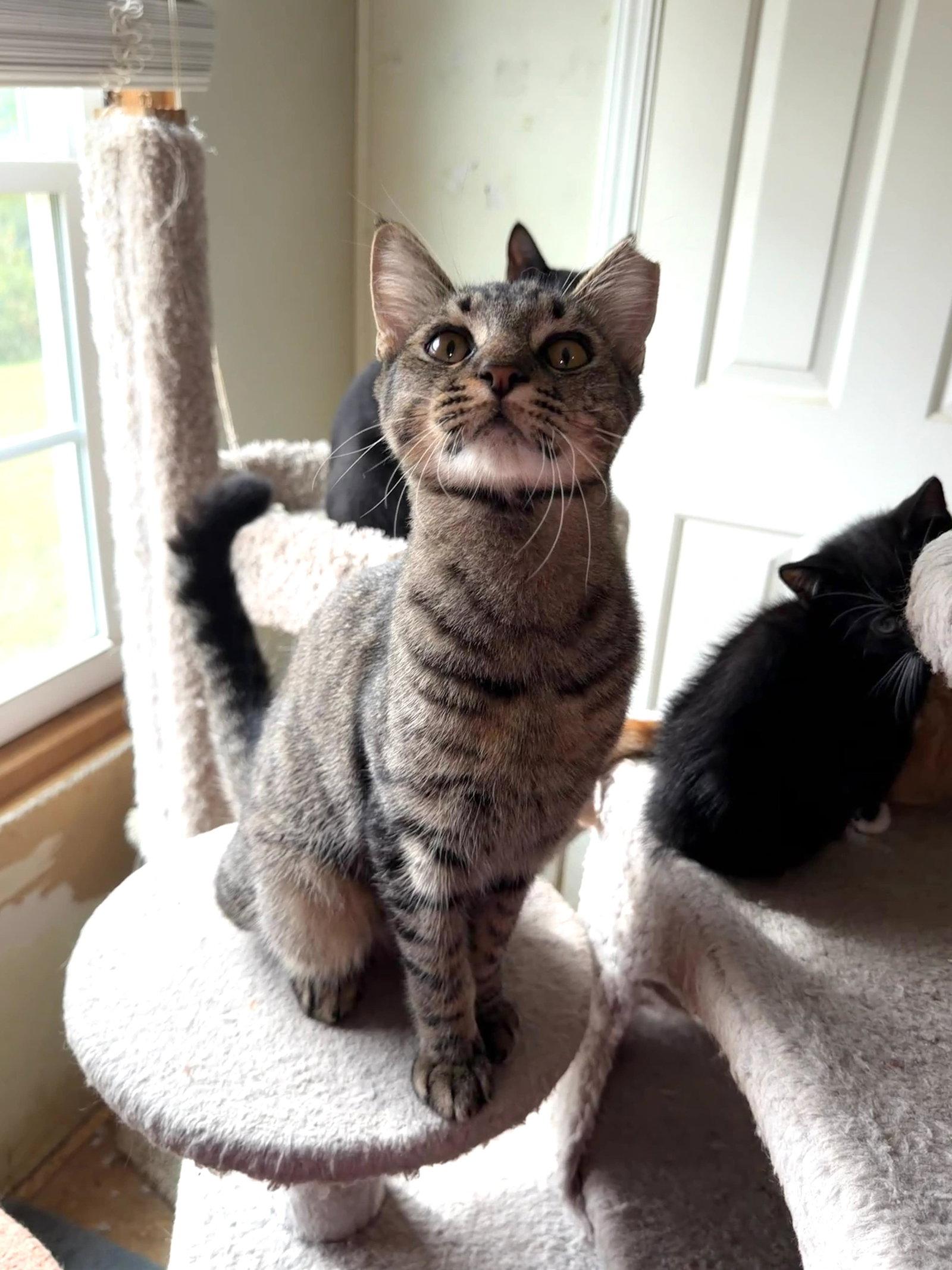 Sooty Foot, Adoptable, Young Male Domestic Short Hair & Tabby.