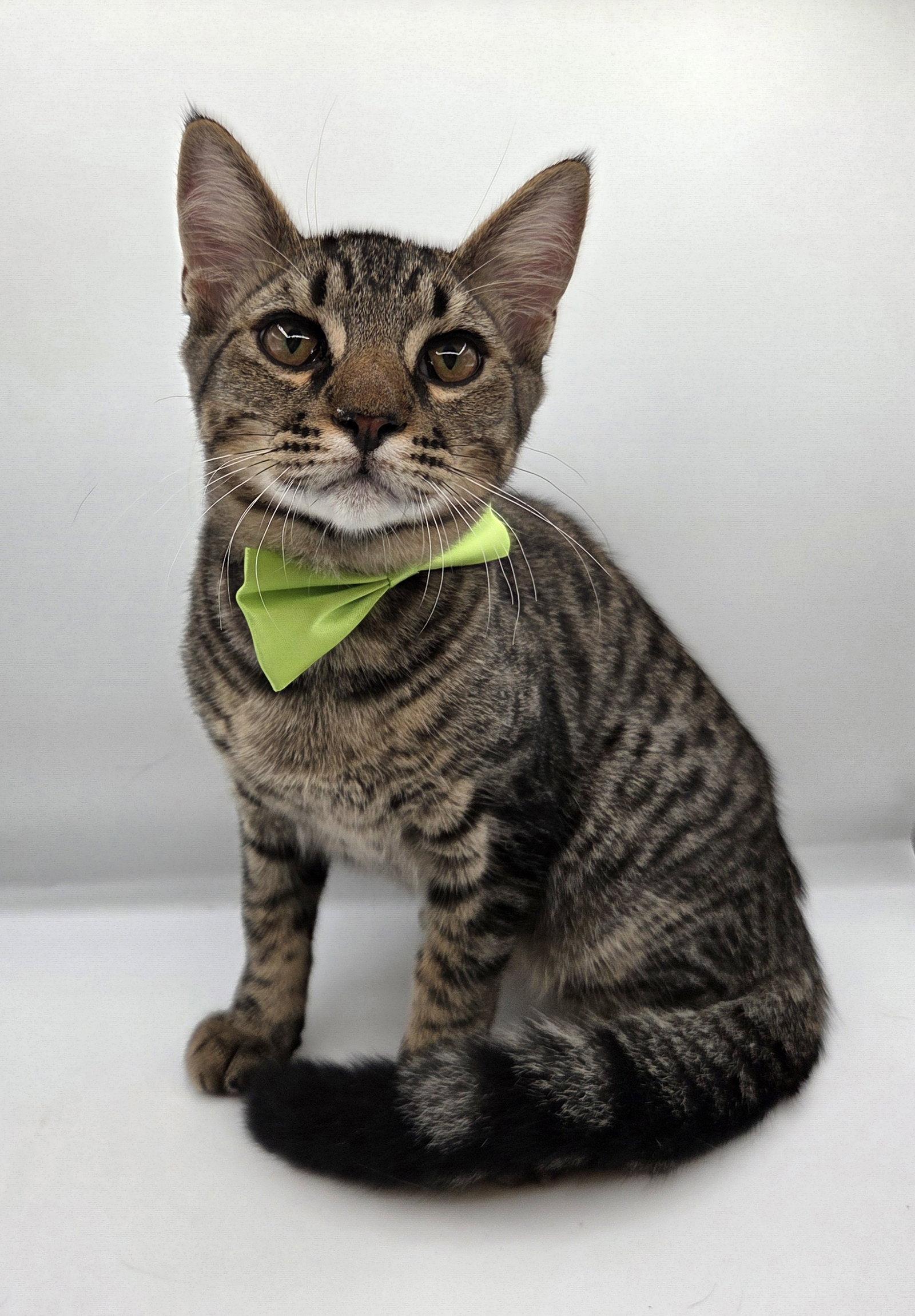 Enlarge Sooty Foot, a Adoptable mixed breed in Attalla, AL image 2/3