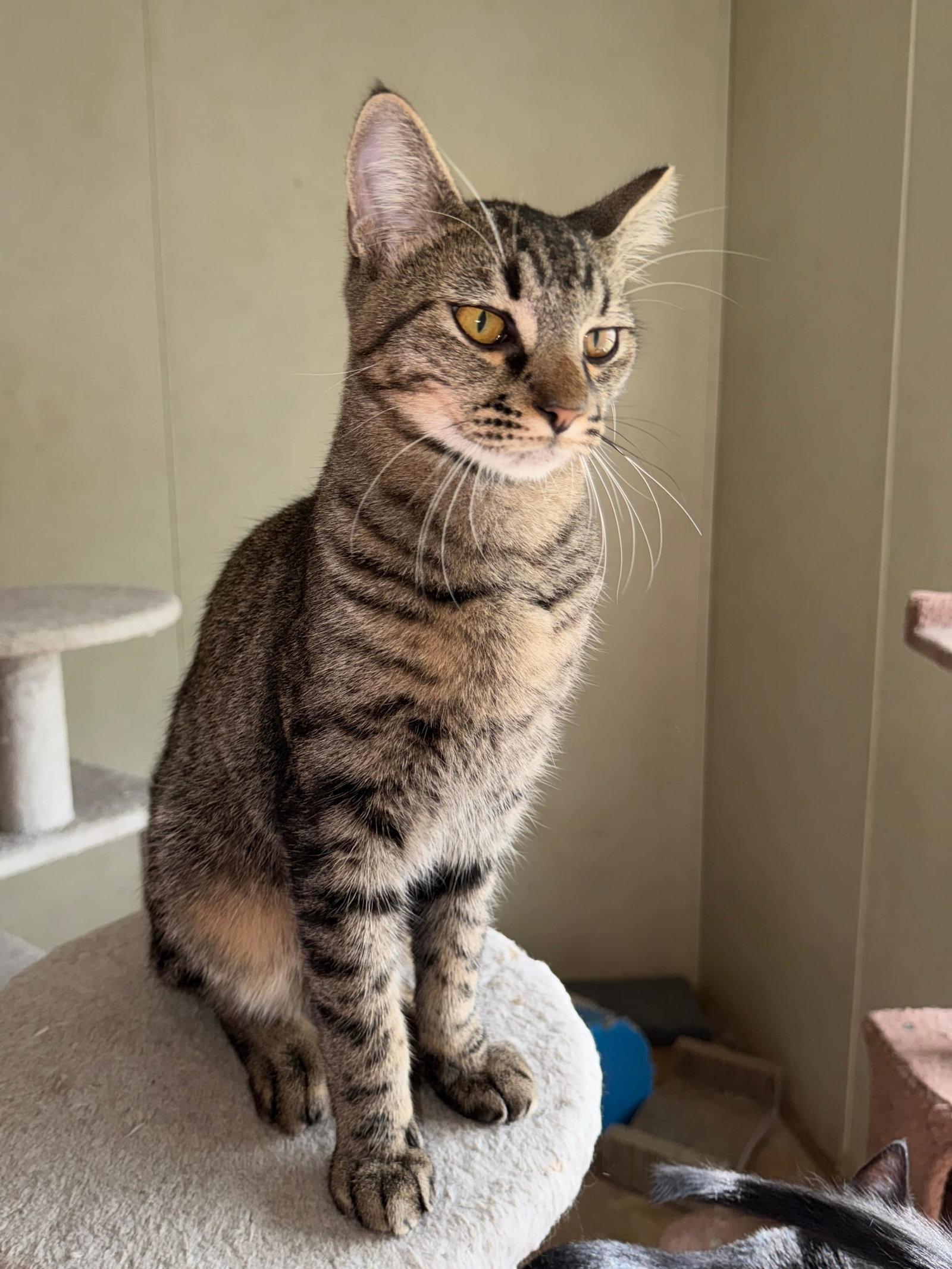 Enlarge Sooty Foot, a Adoptable mixed breed in Attalla, AL image 3/3