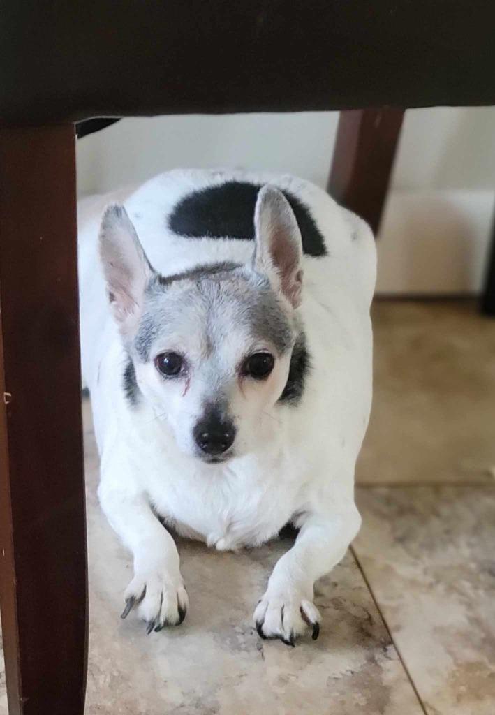 Enlarge Coco, a Adoptable Terrier in Decatur, IN image 3/5