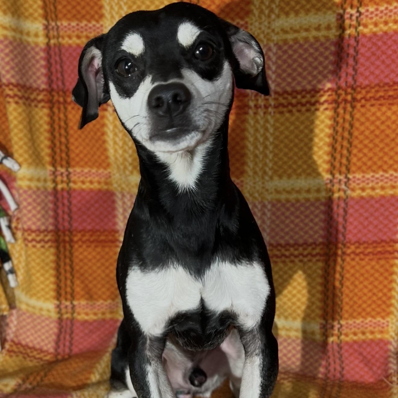 Pugsley , a ADOPTABLE mixed breed in Pelham, NH image 1/6