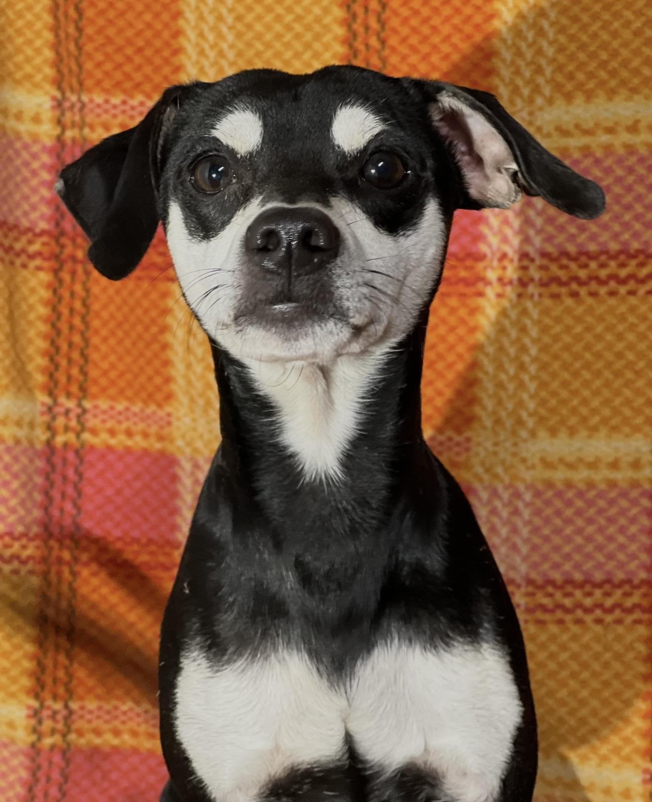 Pugsley , a ADOPTABLE mixed breed in Pelham, NH image 2/6