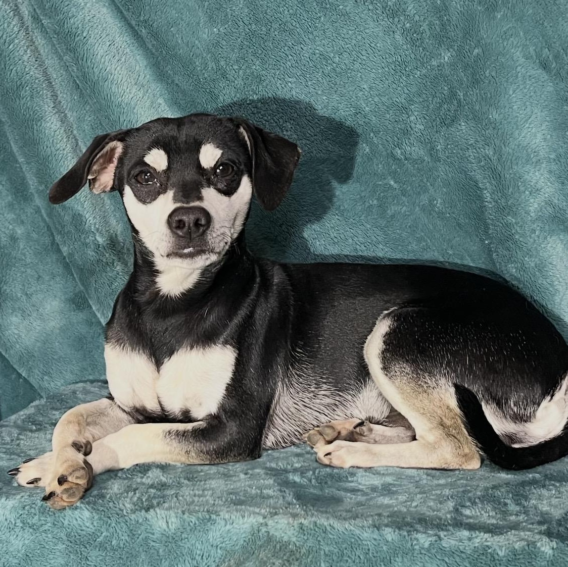 Pugsley , a ADOPTABLE mixed breed in Pelham, NH image 3/6