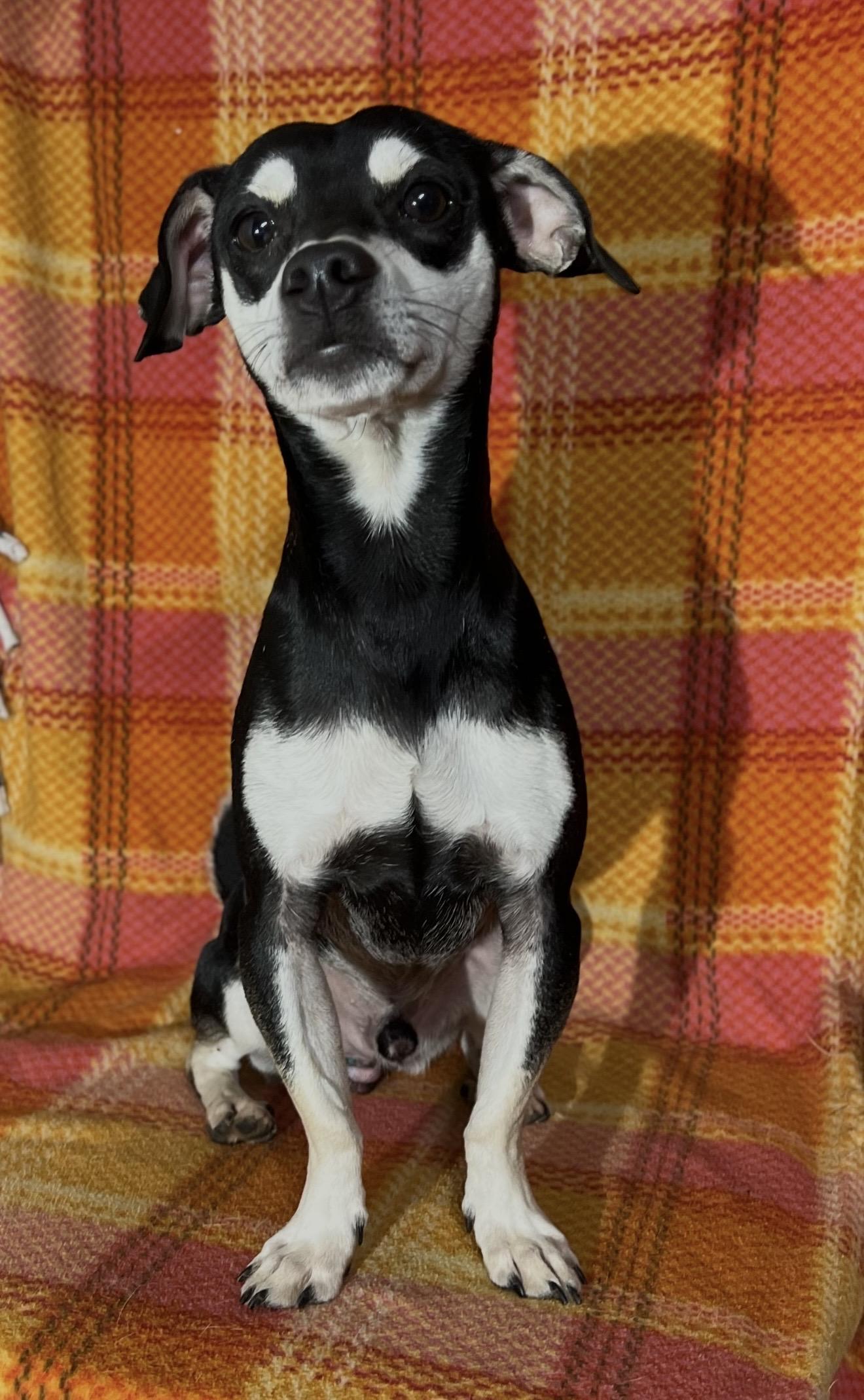 Pugsley , a ADOPTABLE mixed breed in Pelham, NH image 4/6