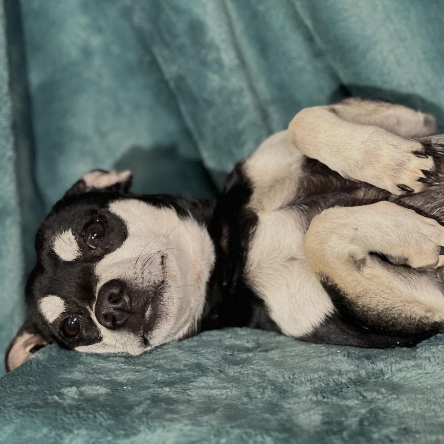 Pugsley , a ADOPTABLE mixed breed in Pelham, NH image 5/6