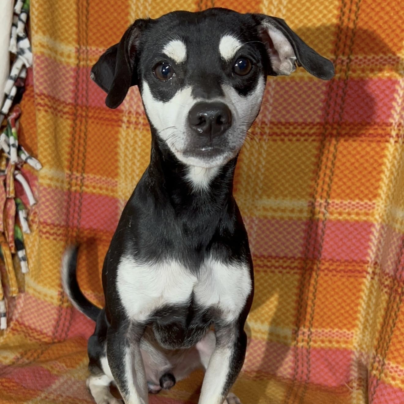 Pugsley , a ADOPTABLE mixed breed in Pelham, NH image 6/6
