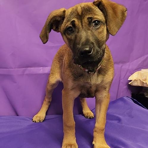 Thumbilina, Adoptable, Puppy Female Mixed Breed.