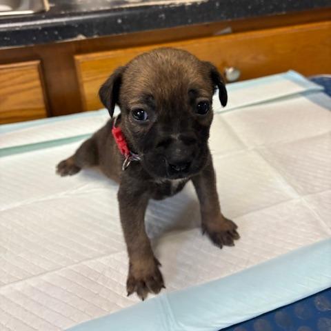 Thumbilina, a Adoptable Mixed Breed in North Myrtle Beach, SC image 1/2