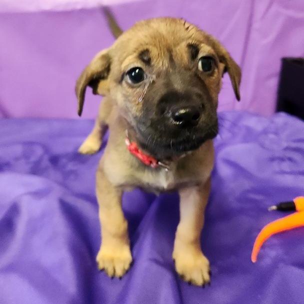 Thumbilina, a Adoptable Mixed Breed in North Myrtle Beach, SC image 2/2