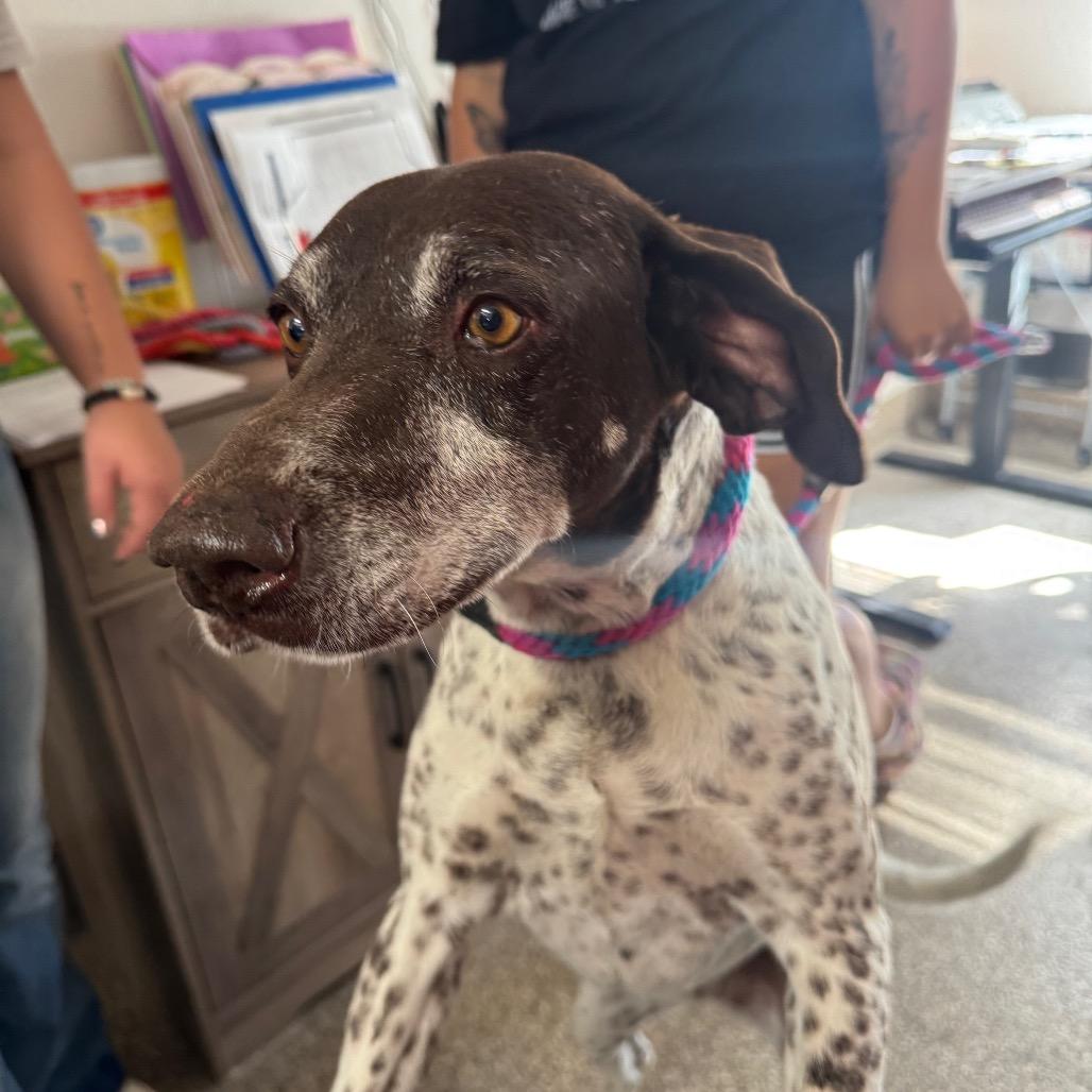 Enlarge Peach, a Adoptable German Shorthaired Pointer in Fallon, NV image 1/1