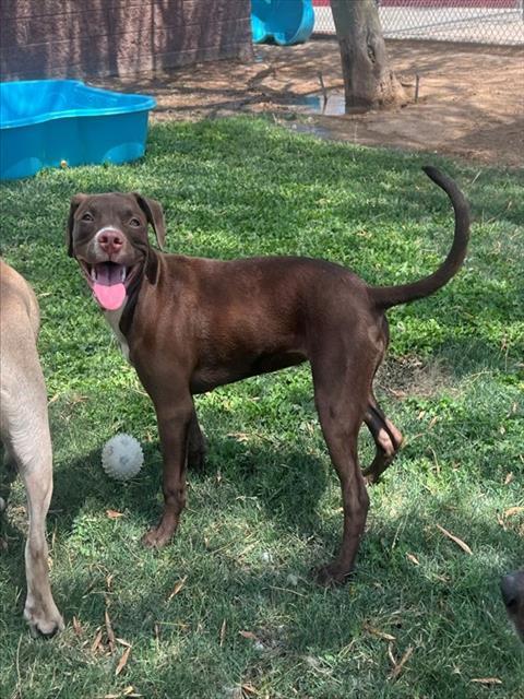 LITTLE RED, Adoptable, Puppy Female Pit Bull Terrier.