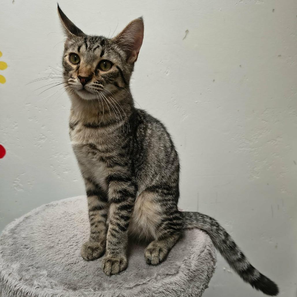 Enlarge Devon, a Adoptable Domestic Short Hair in Las Cruces, NM image 1/4