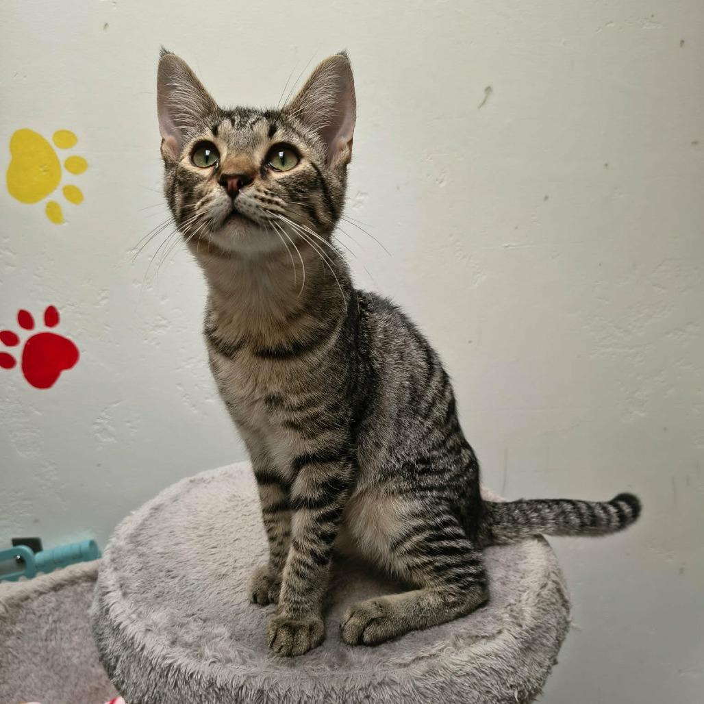 Enlarge Devon, a Adoptable Domestic Short Hair in Las Cruces, NM image 3/4