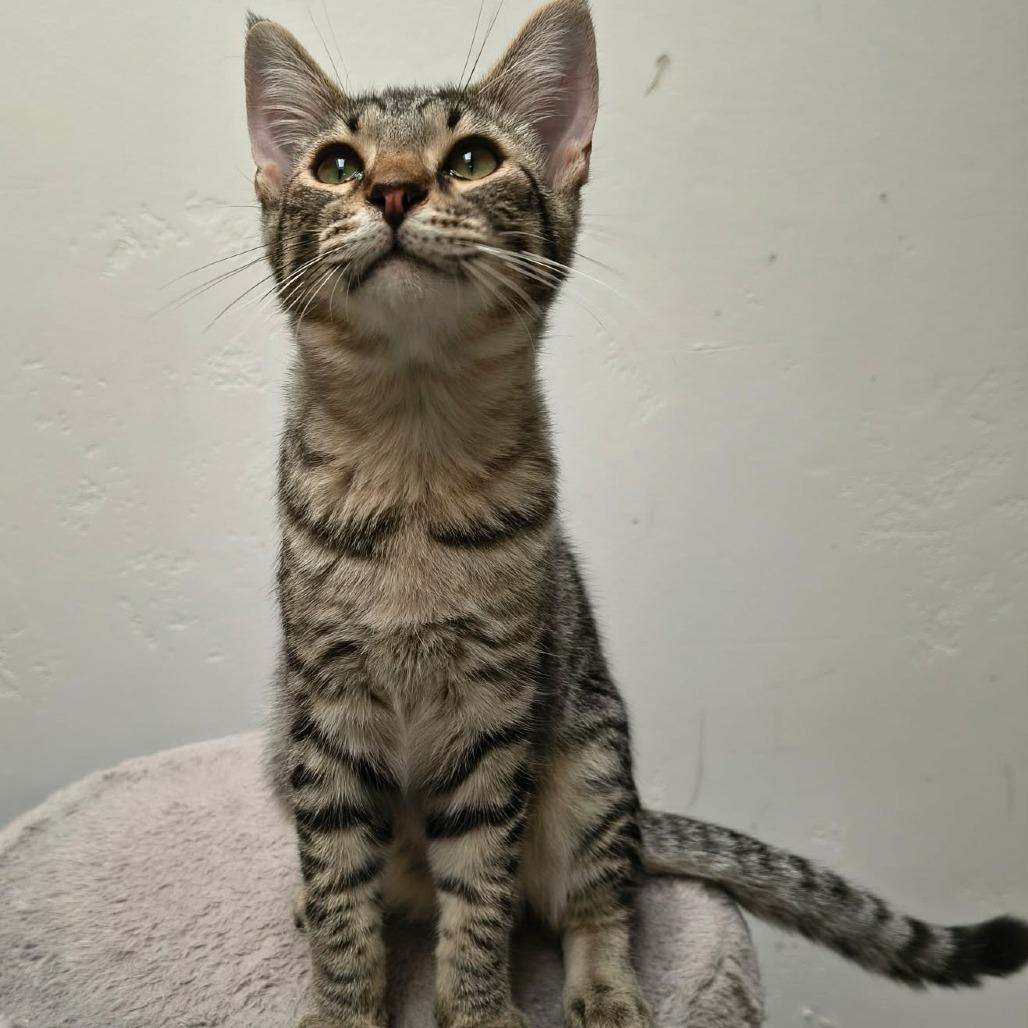 Enlarge Devon, a Adoptable Domestic Short Hair in Las Cruces, NM image 4/4