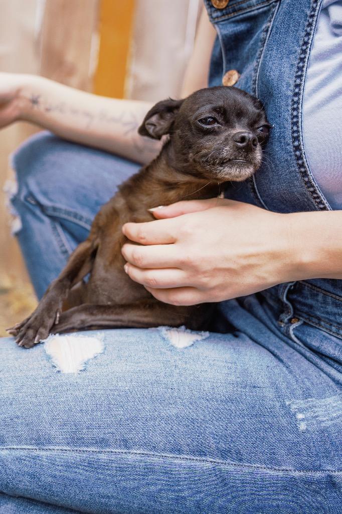 Enlarge StellaLuna, a Adoptable mixed breed in Newberg, OR image 1/4