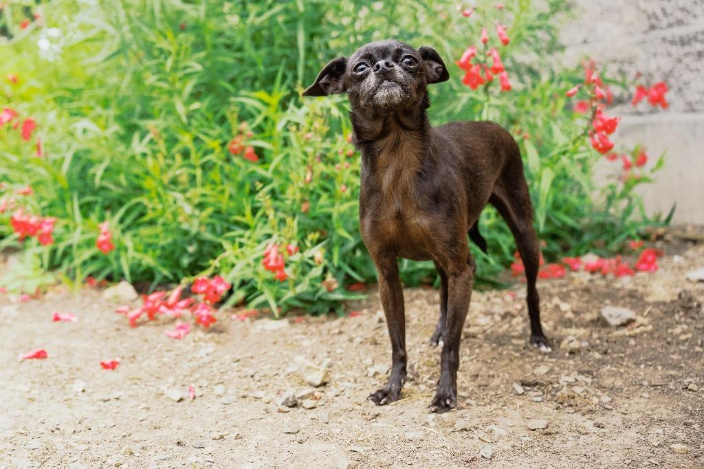 Enlarge StellaLuna, a Adoptable mixed breed in Newberg, OR image 2/4