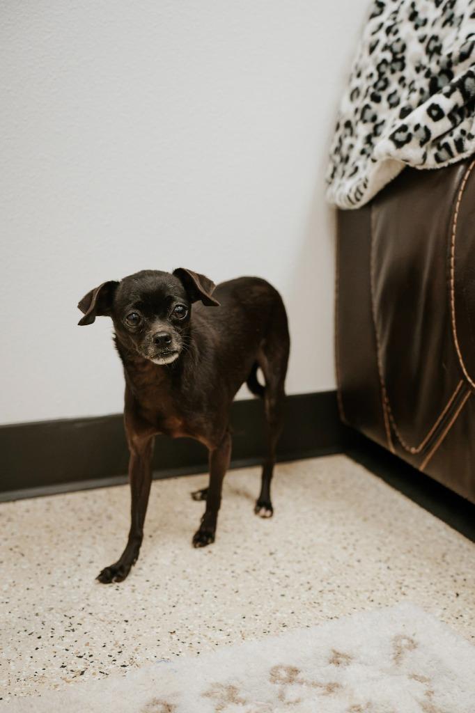 Enlarge StellaLuna, a Adoptable mixed breed in Newberg, OR image 3/4