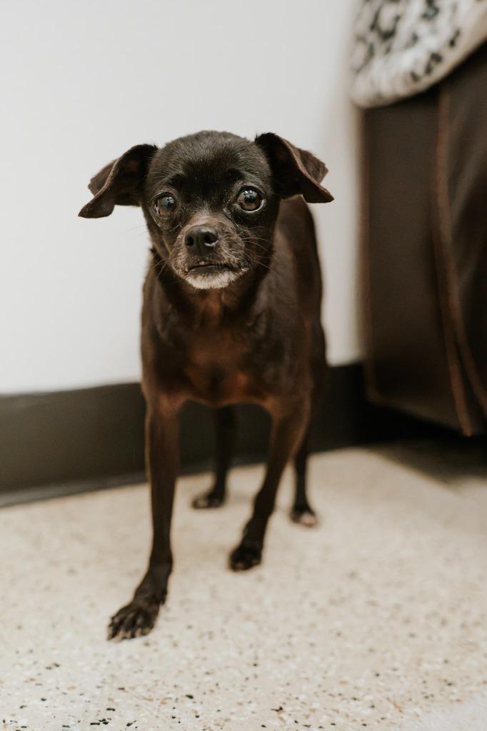 Enlarge StellaLuna, a Adoptable mixed breed in Newberg, OR image 4/4
