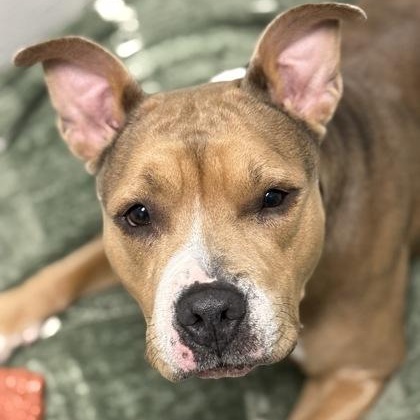 Enlarge Jenga, an adopted mixed breed in Worcester, MA image 2/4