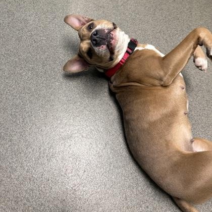 Enlarge Jenga, an adopted mixed breed in Worcester, MA image 3/4