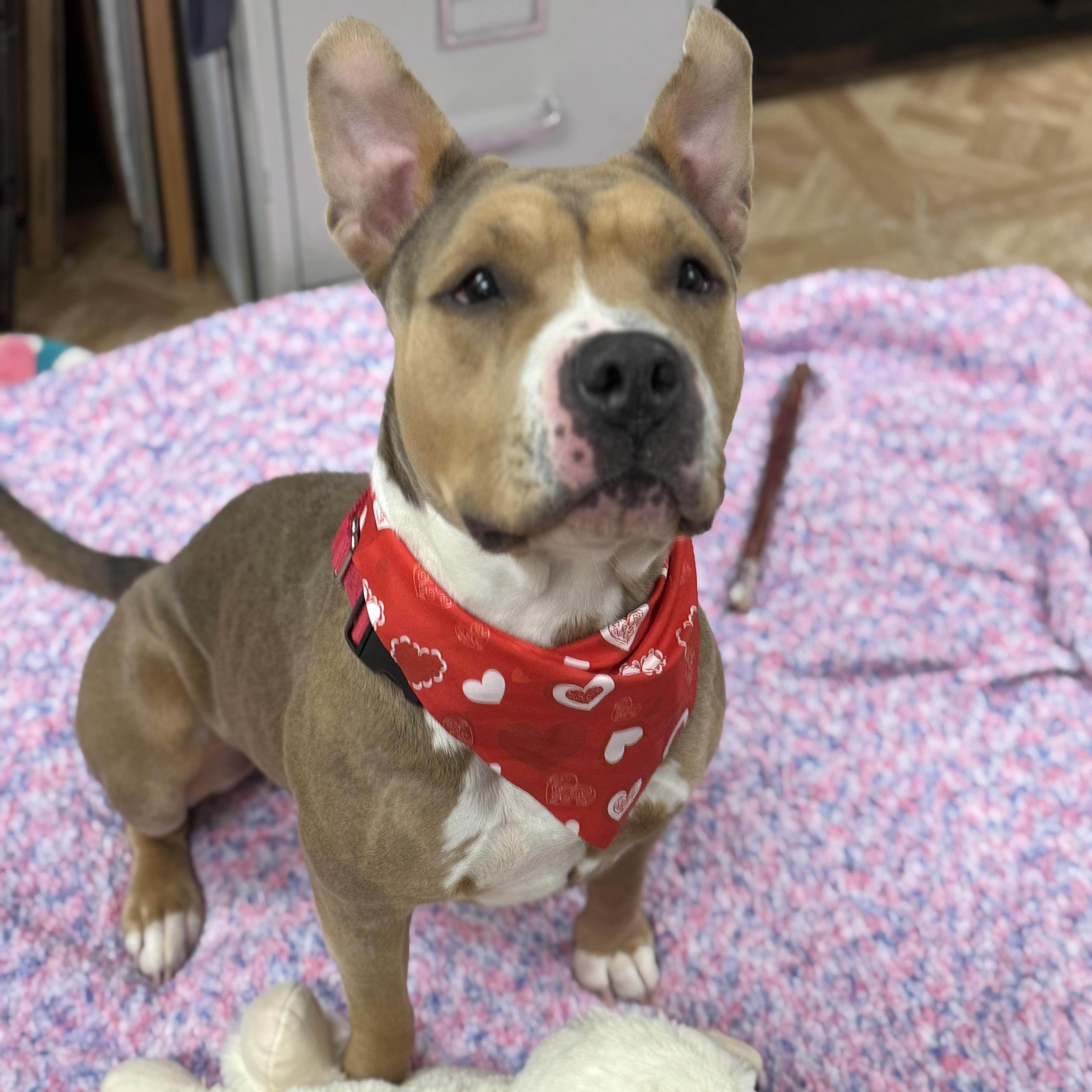 Jenga, adopted, Adult Female Pit Bull Terrier.