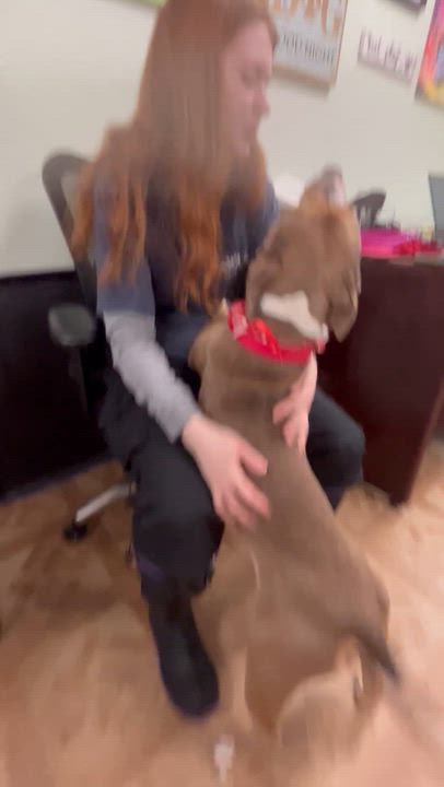 Enlarge Jenga, an adopted mixed breed in Worcester, MA video 4/4