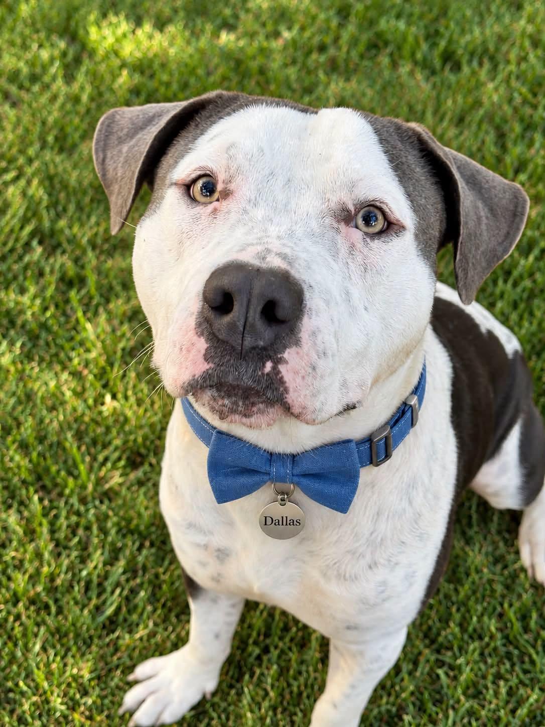 Dallas, Adoptable, Adult Female Terrier.