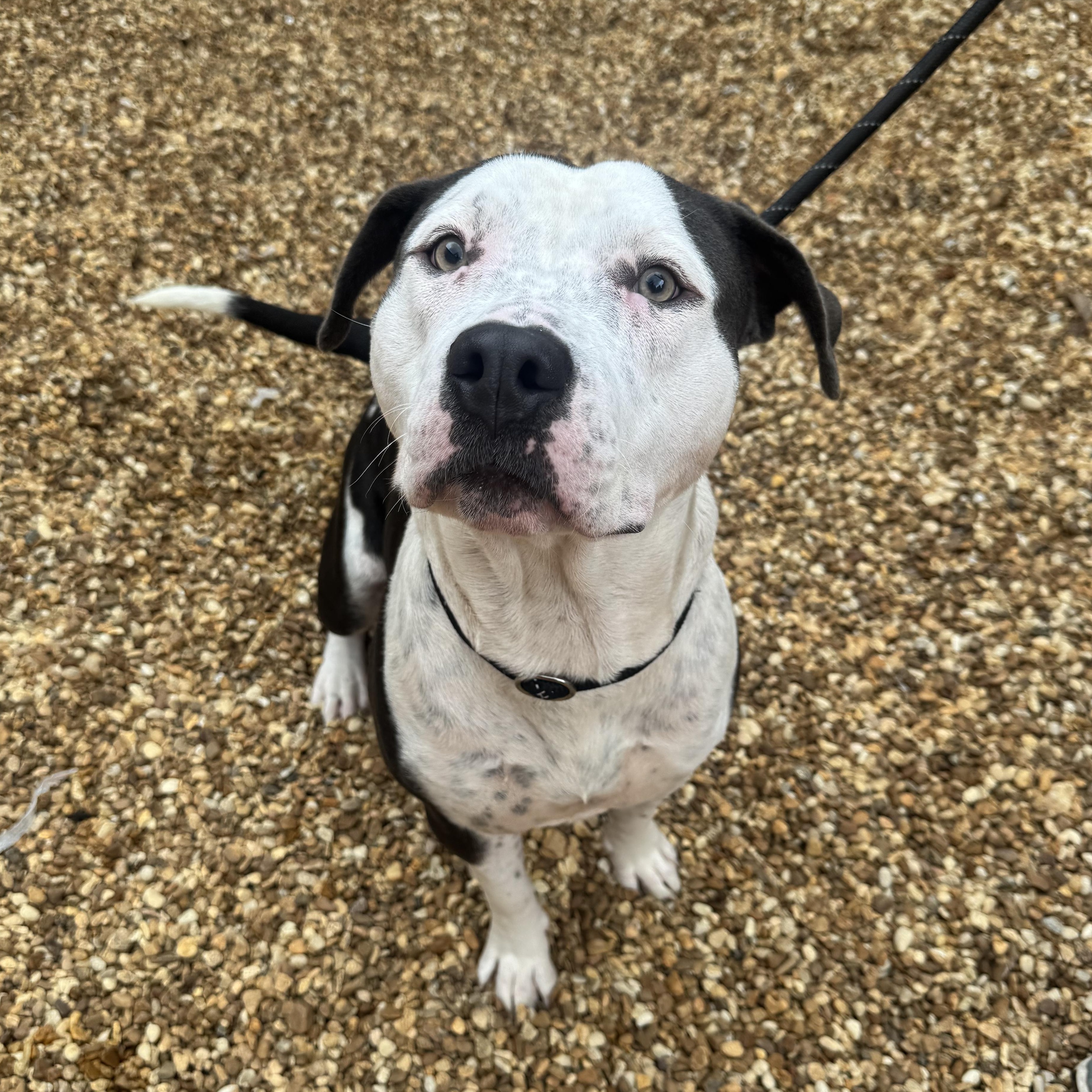 Dallas, Adoptable, Adult Female Terrier.