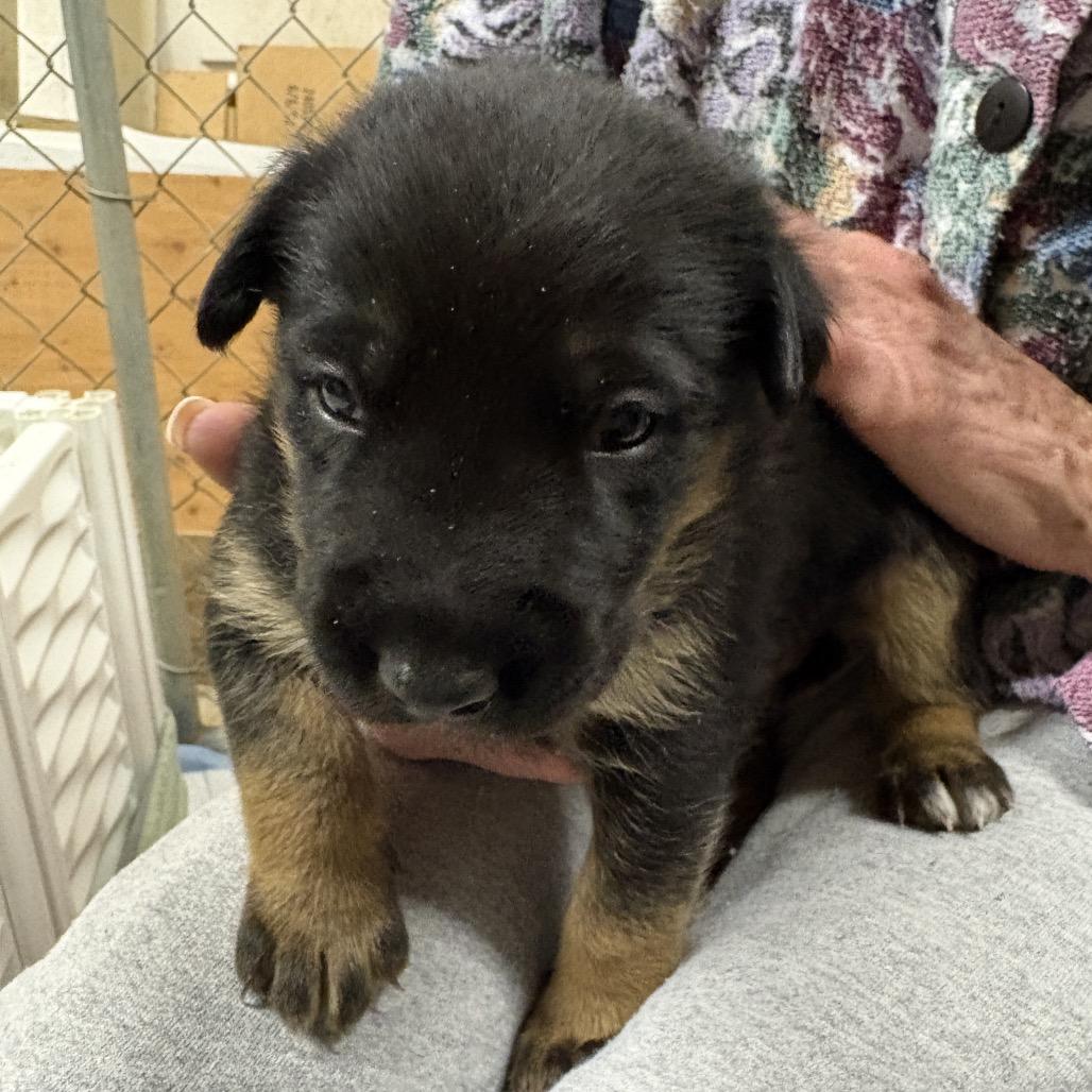Rocco, Adoptable, Puppy Male Shepherd & Shar-Pei.