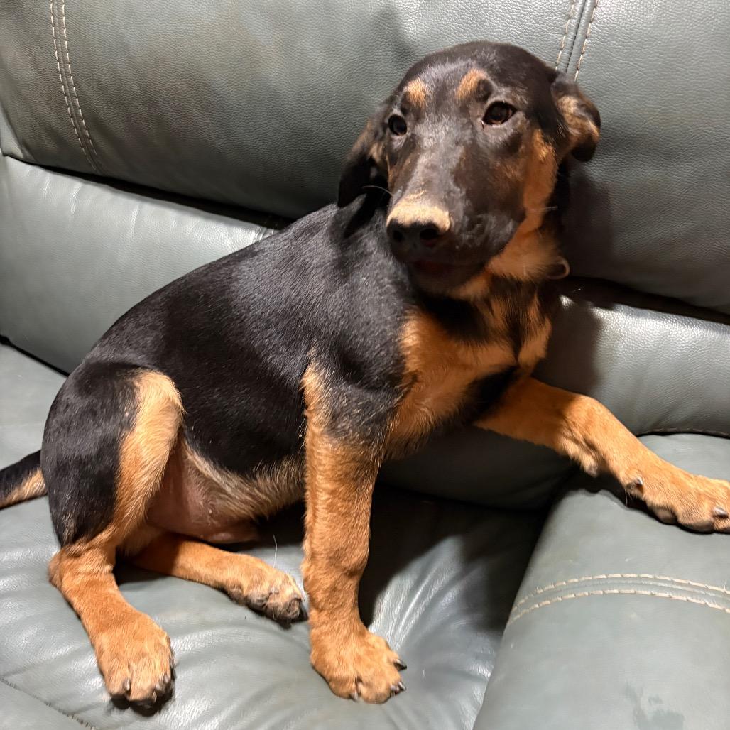 Rocco, a Adoptable mixed breed in Riverside, CA image 3/6