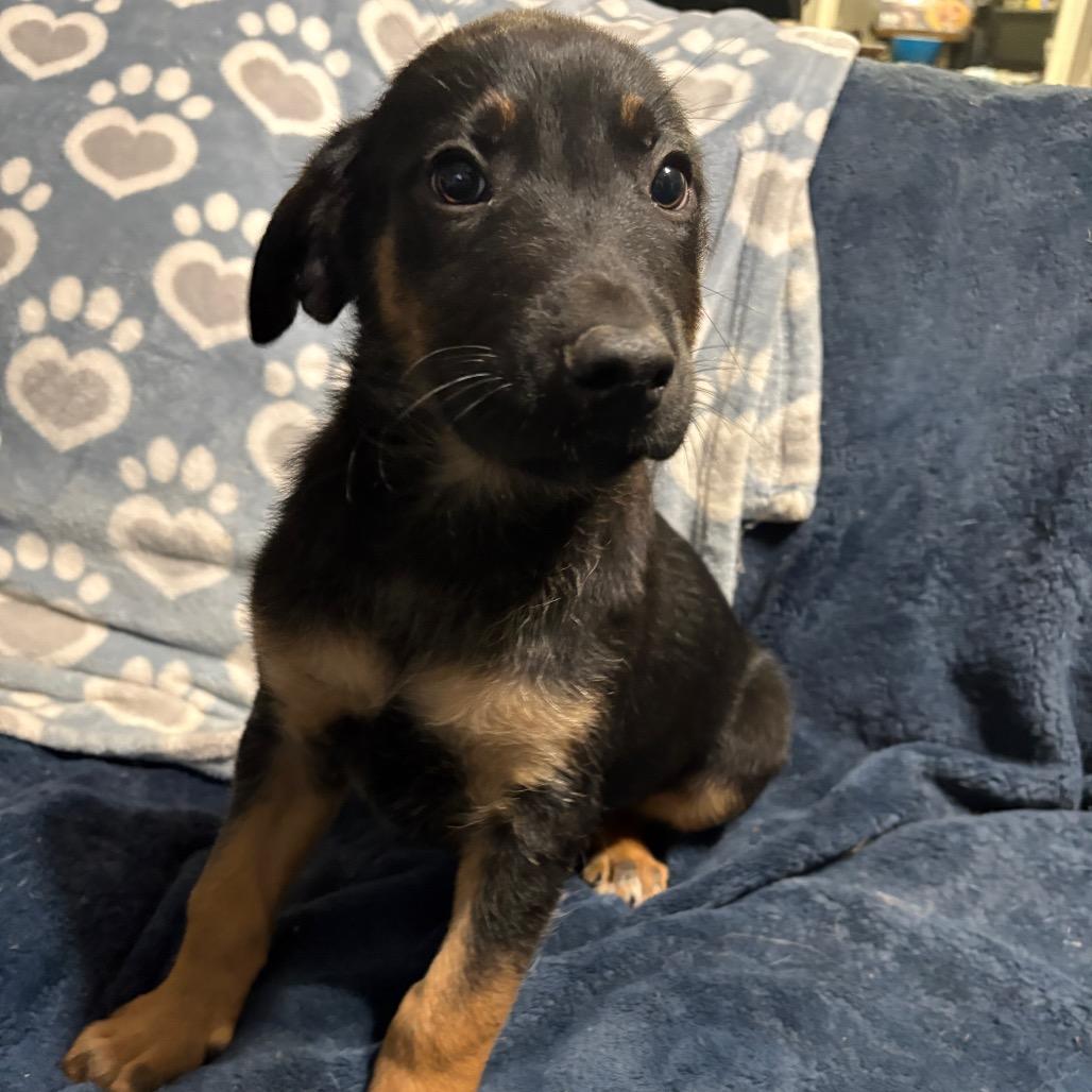 Rocco, a Adoptable mixed breed in Riverside, CA image 4/6