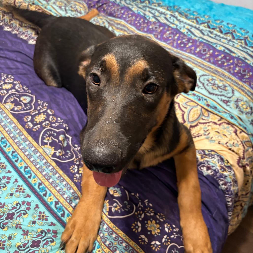 Rocco, a Adoptable mixed breed in Riverside, CA image 5/6