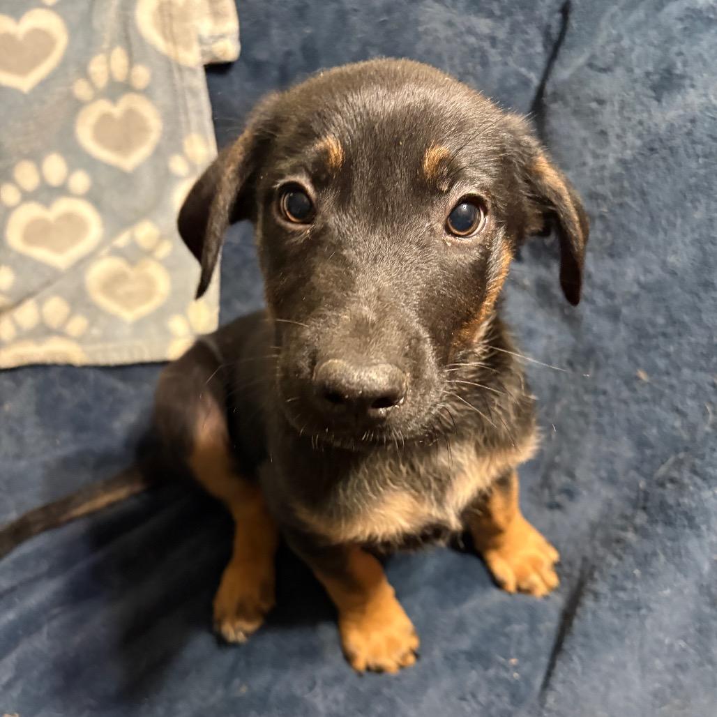 Rocco, a Adoptable mixed breed in Riverside, CA image 6/6