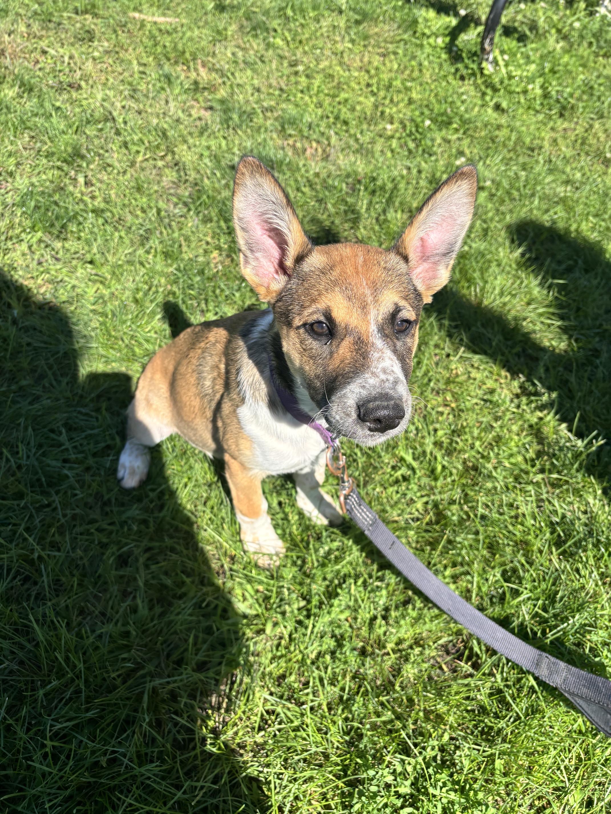 Enlarge Dolly, a Adoptable mixed breed in Rockwell City, IA image 2/3