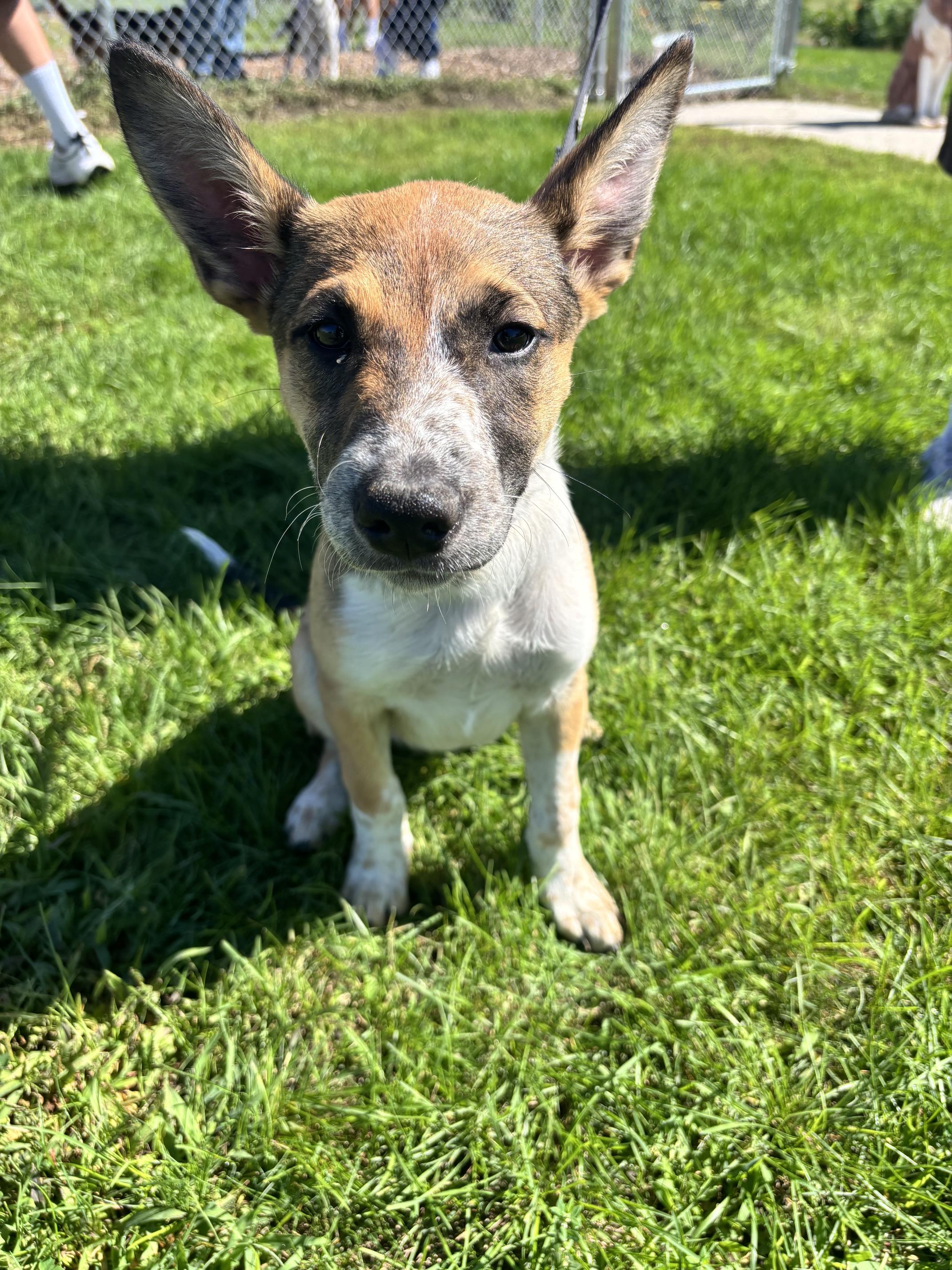 Enlarge Dolly, a Adoptable mixed breed in Rockwell City, IA image 1/3