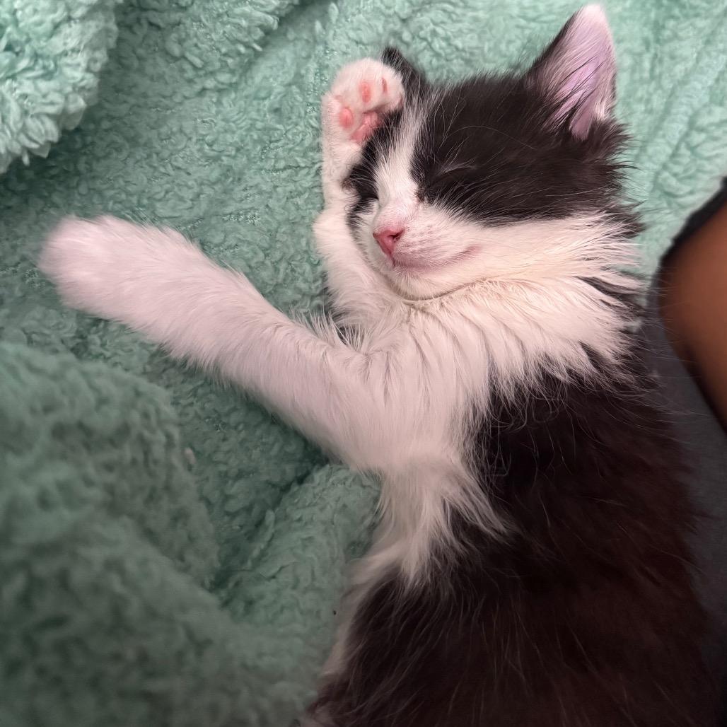 Lemon, a Adoptable Domestic Short Hair in Mission Hills, CA image 1/6