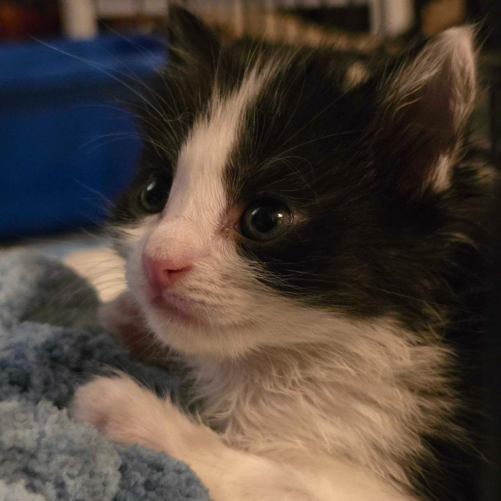 Lemon, a Adoptable Domestic Short Hair in Mission Hills, CA image 2/6