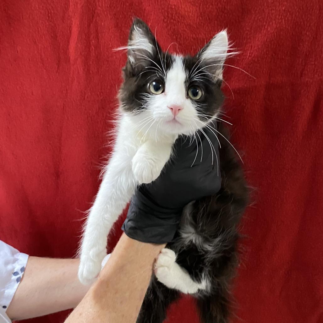 Lemon, a Adoptable Domestic Short Hair in Mission Hills, CA image 3/6