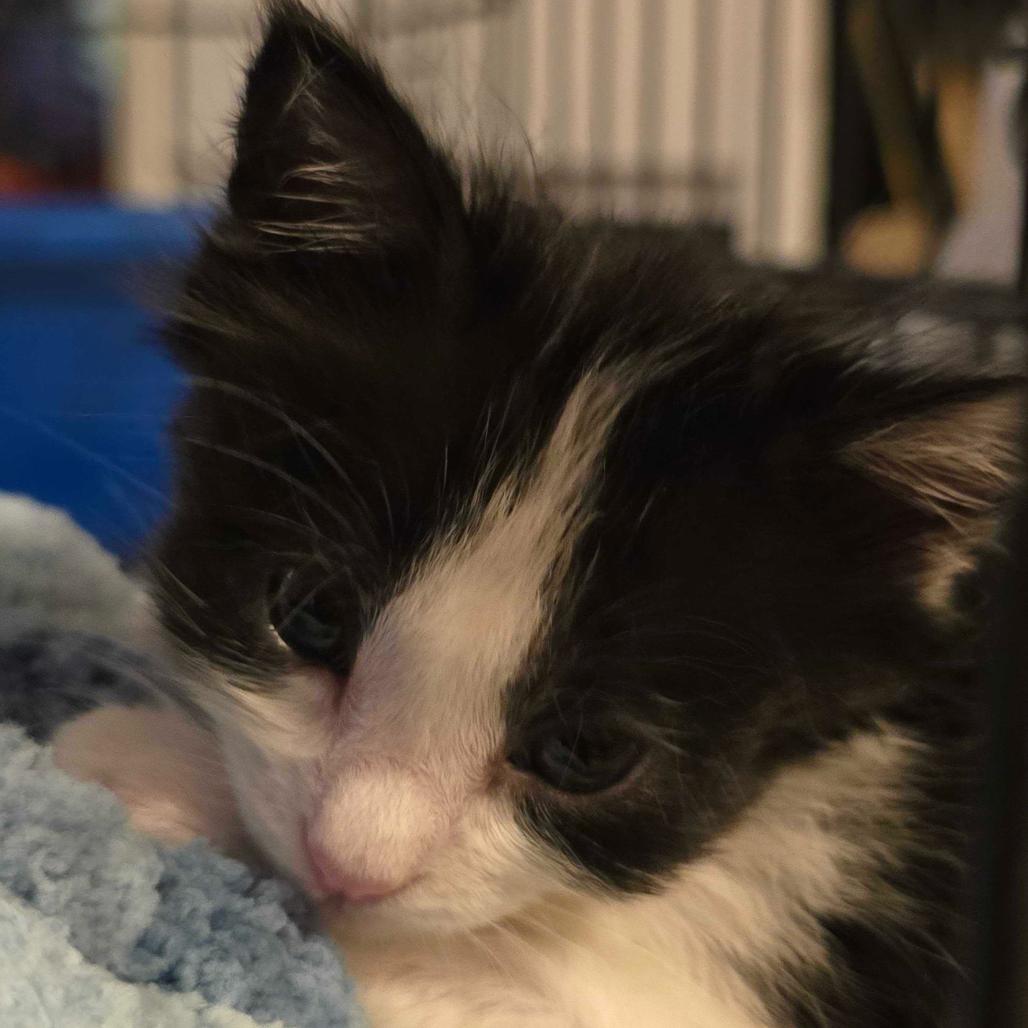 Lemon, a Adoptable Domestic Short Hair in Mission Hills, CA image 4/6