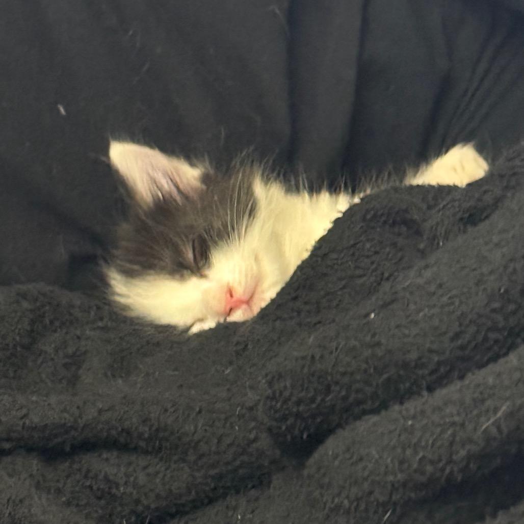 Lemon, a Adoptable Domestic Short Hair in Mission Hills, CA image 5/6