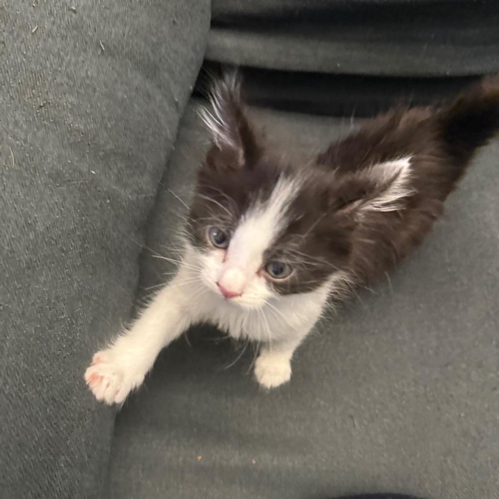 Lemon, a Adoptable Domestic Short Hair in Mission Hills, CA image 6/6