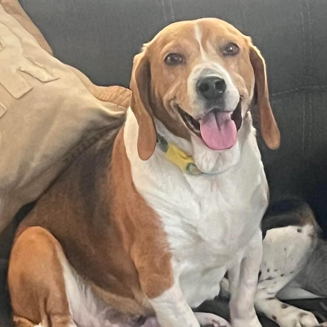 Matilde Caroline, a ADOPTABLE Beagle in Waldorf, MD image 1/5