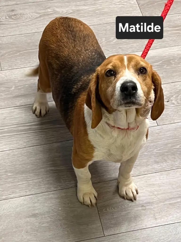 Matilde Caroline, a ADOPTABLE Beagle in Waldorf, MD image 5/5