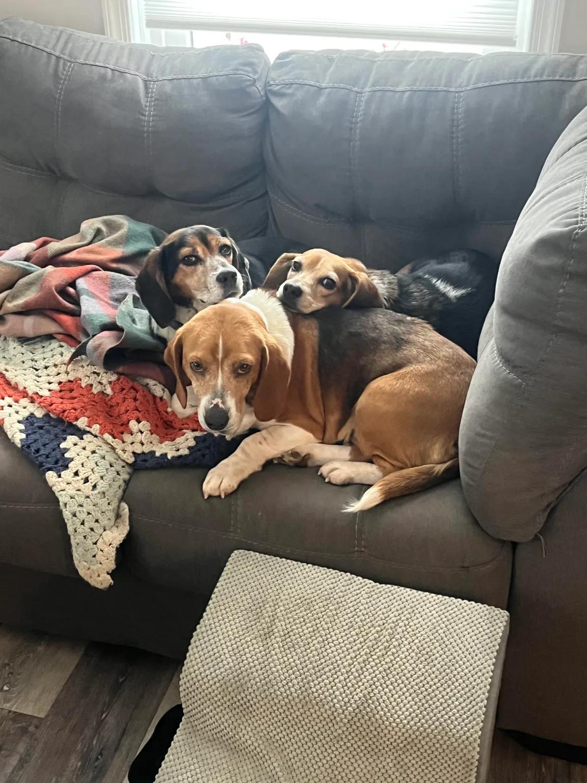 Matilde Caroline, a ADOPTABLE Beagle in Waldorf, MD image 4/5