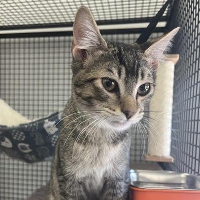 Echo, Adopted, Kitten Male Domestic Short Hair & Abyssinian.